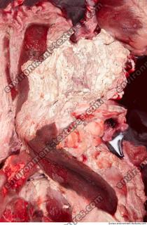 RAW meat pork viscera 0008